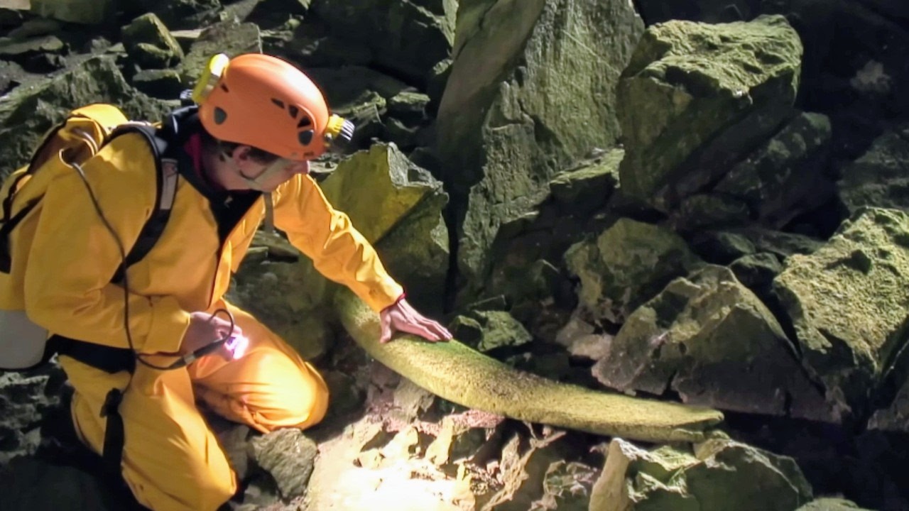 Le mystère de la grotte de la Baleine