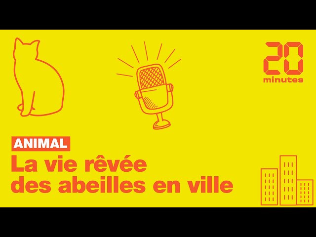 La vie rêvée des abeilles en ville