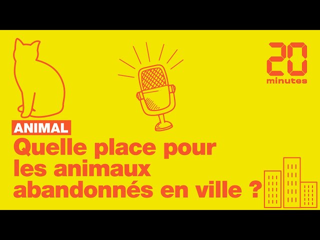 Quelle place pour les animaux abandonnés en ville ?