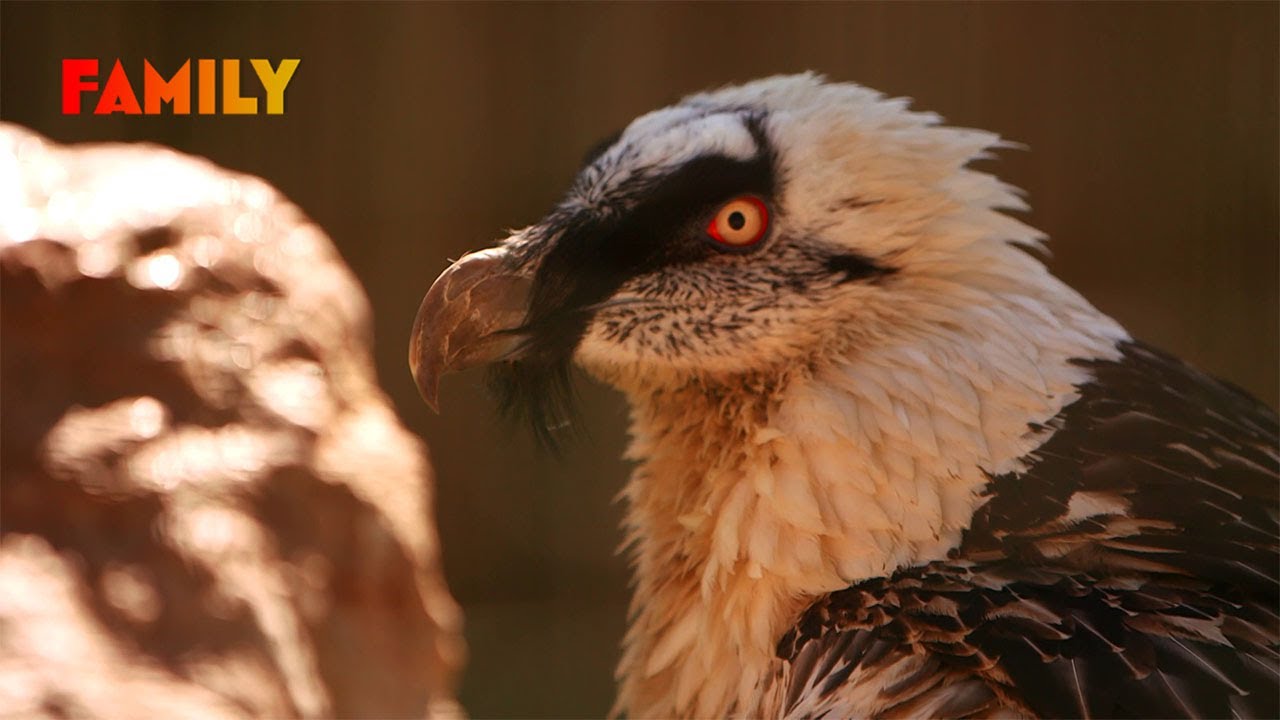 Parc des Aigles : un refuge pour les rapaces en danger