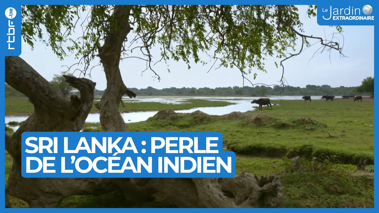 Sri Lanka : visite des plus beaux endroits