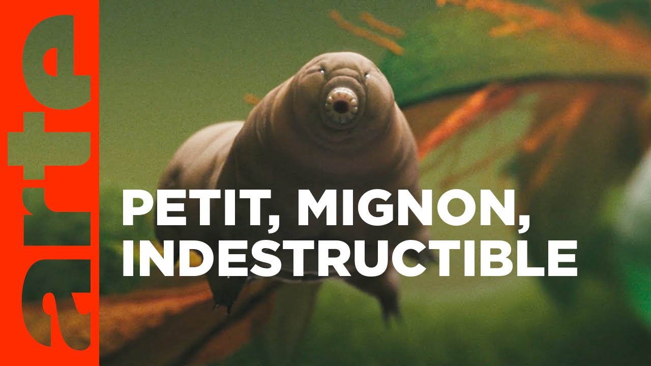 Tardigrade, l’animal indestructible