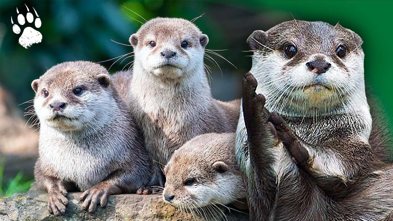 Un jour dans la vie d’une loutre