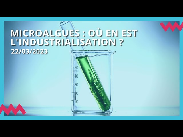 Microalgues : où en est l’industrialisation ?