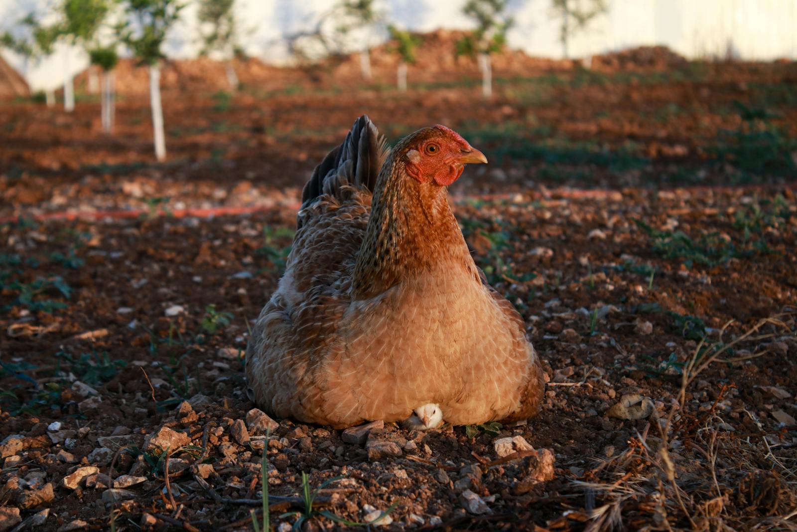 Certaines races de poules ont un instinct de couvaison plus développé que d’autres.