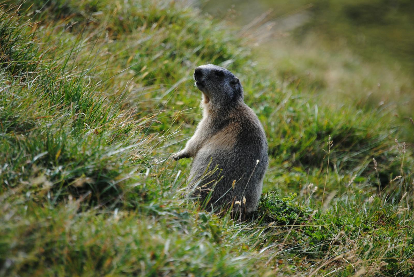 La marmotte, reine des montagnes