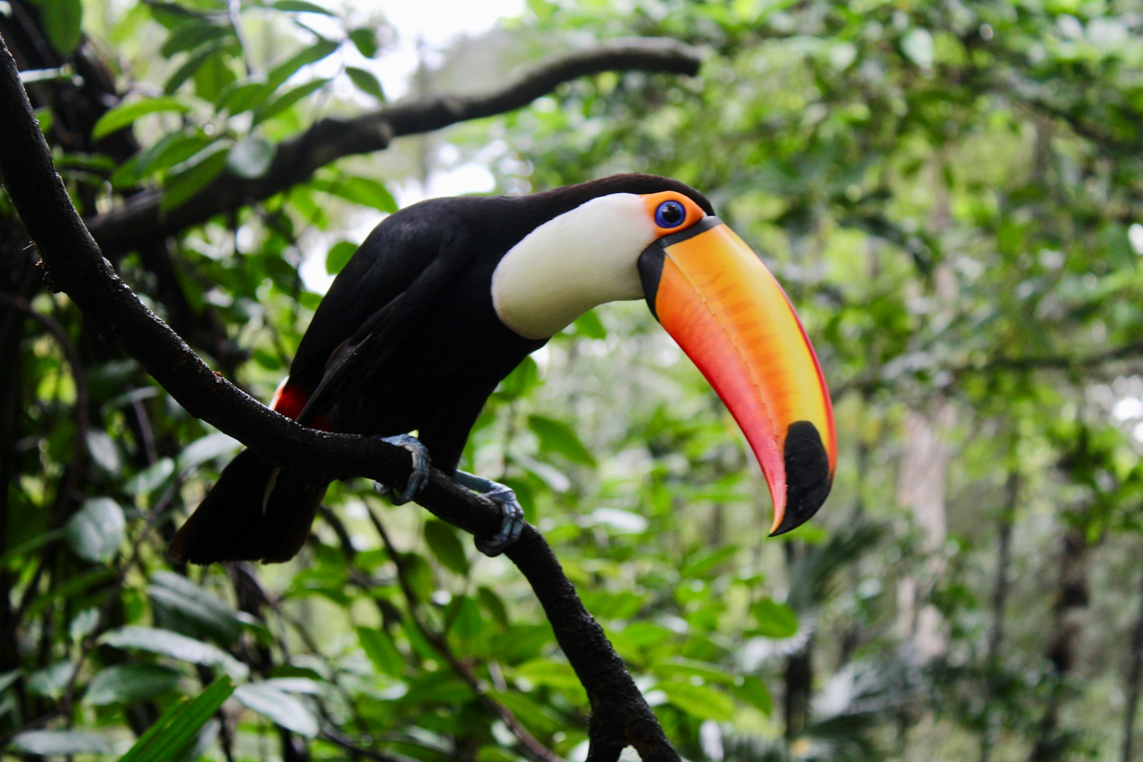Le toucan : description et caractéristiques