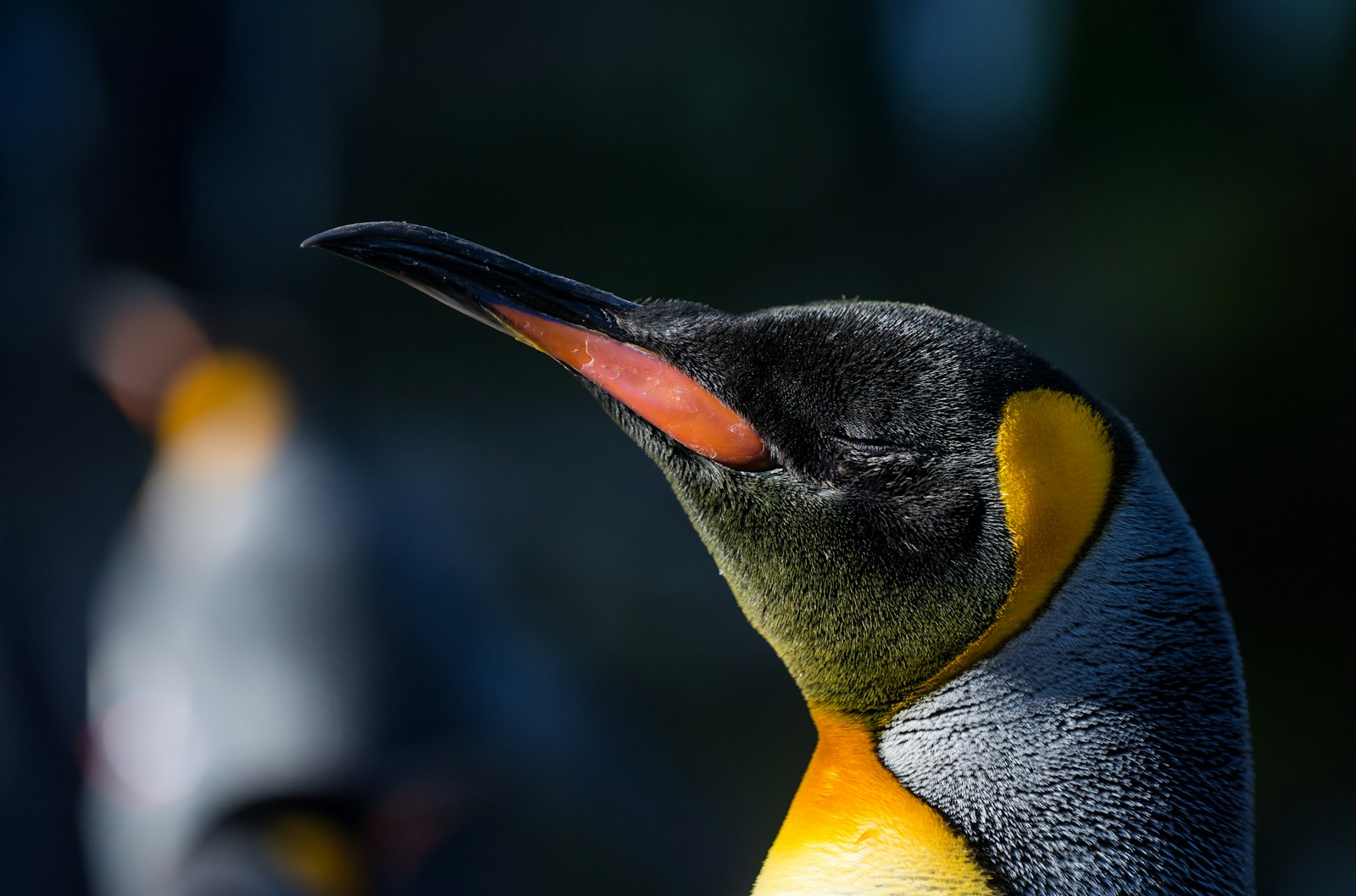 Pingouin ou manchot ? Découvrez les différences clés !