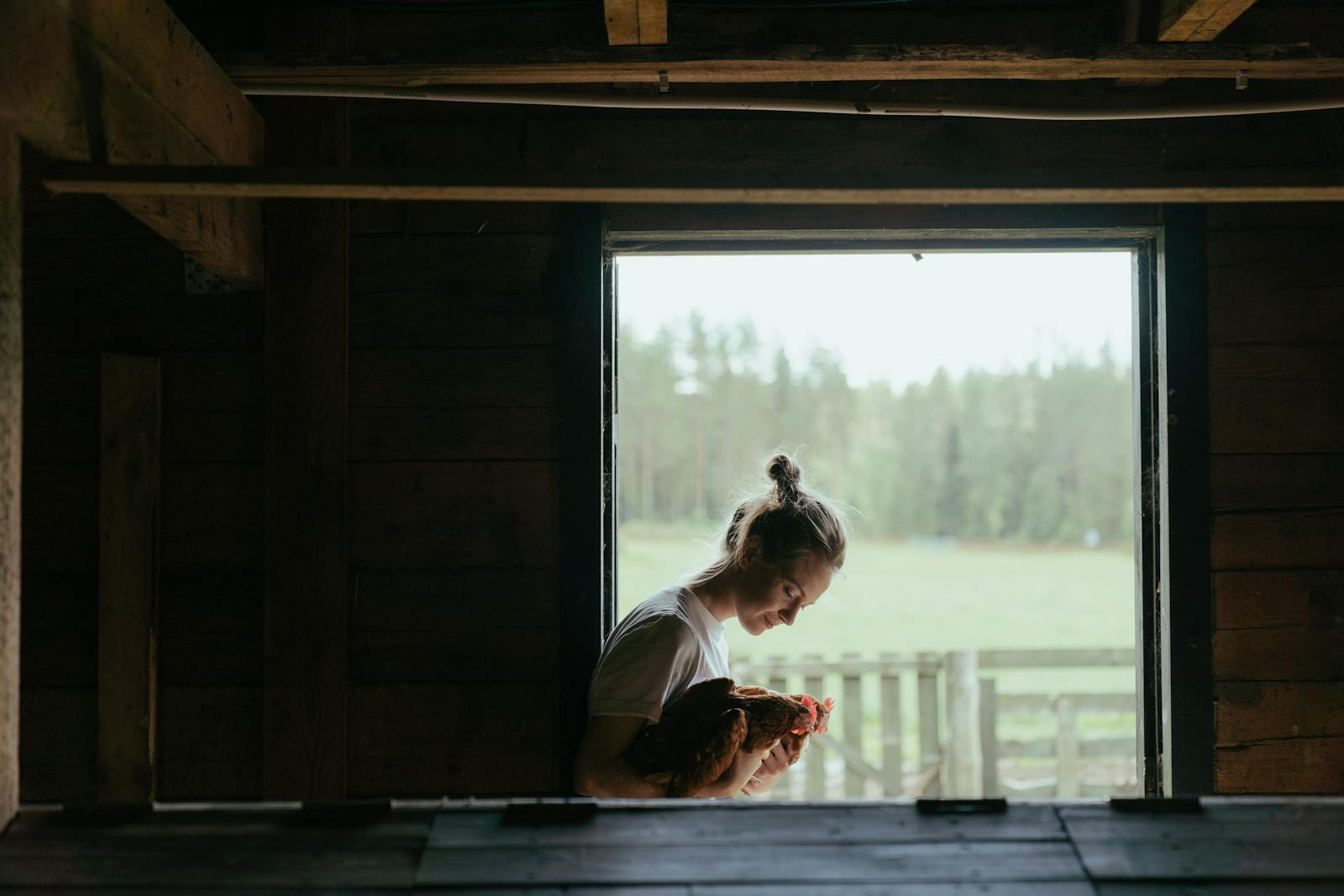 Une poule peut arrêter de pondre pour diverses raisons, comme l’âge, la mue, le stress, l’alimentation ou les conditions climatiques, mais des solutions adaptées permettent généralement de relancer la ponte.