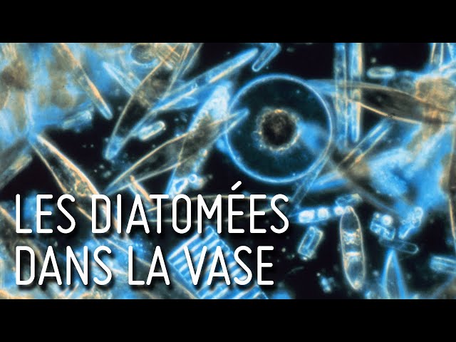 Les diatomées dans la vase