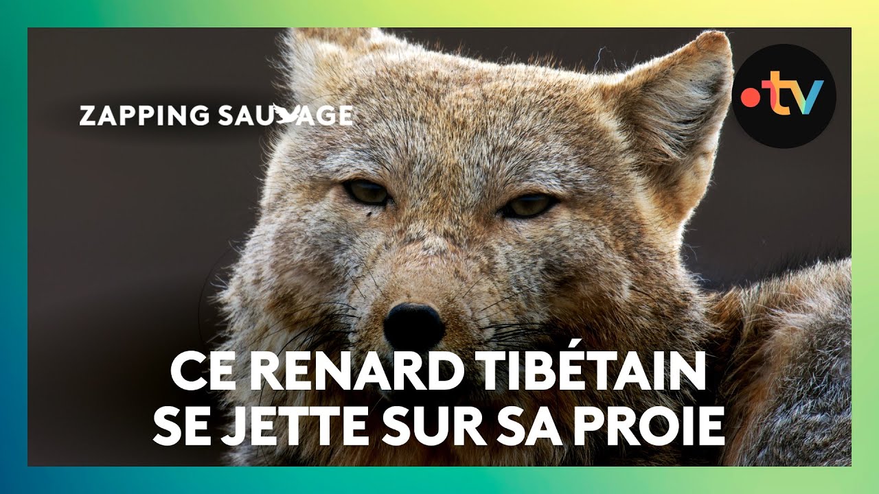 Ce renard tibétain bondit sur un rongeur !