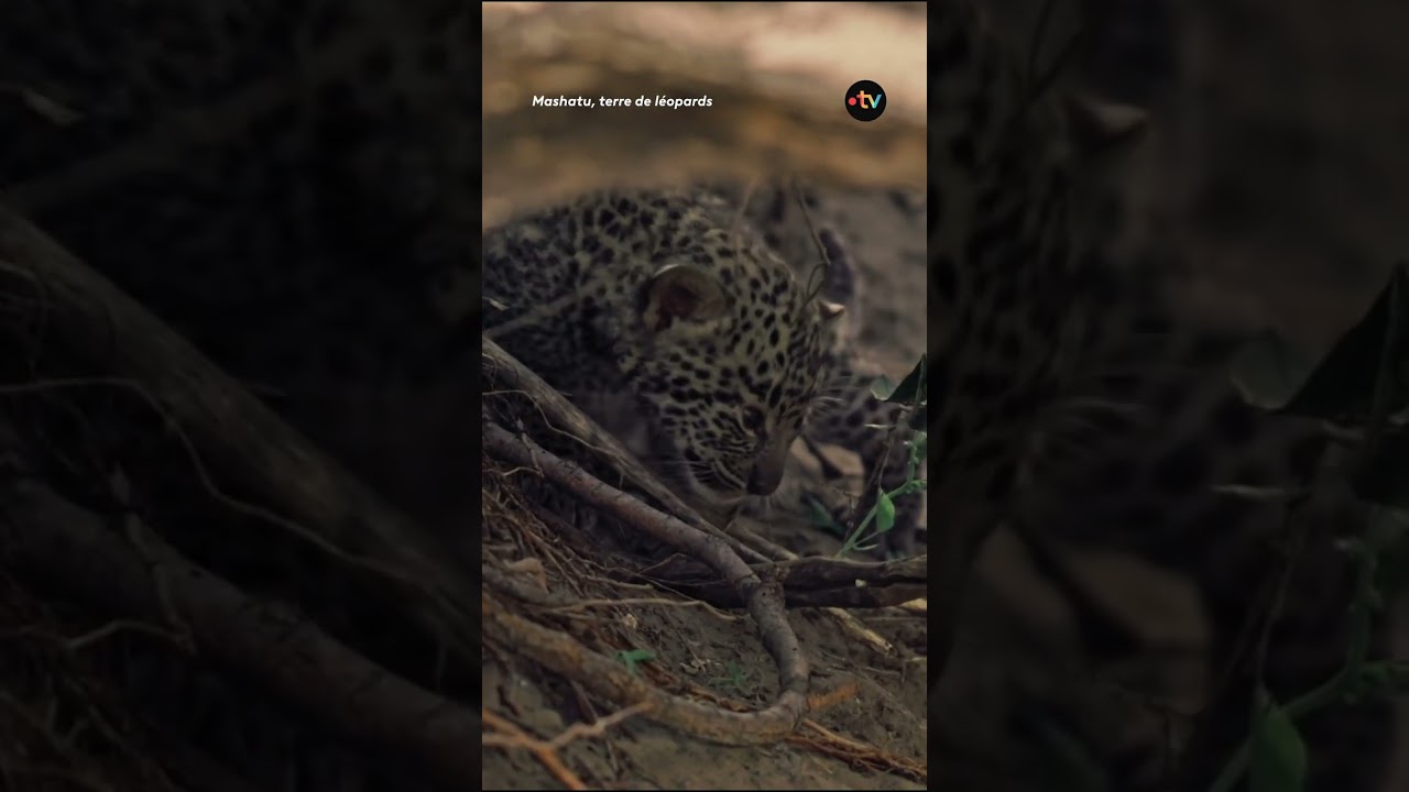 Cette femelle léopard tue le bébé de sa sœur