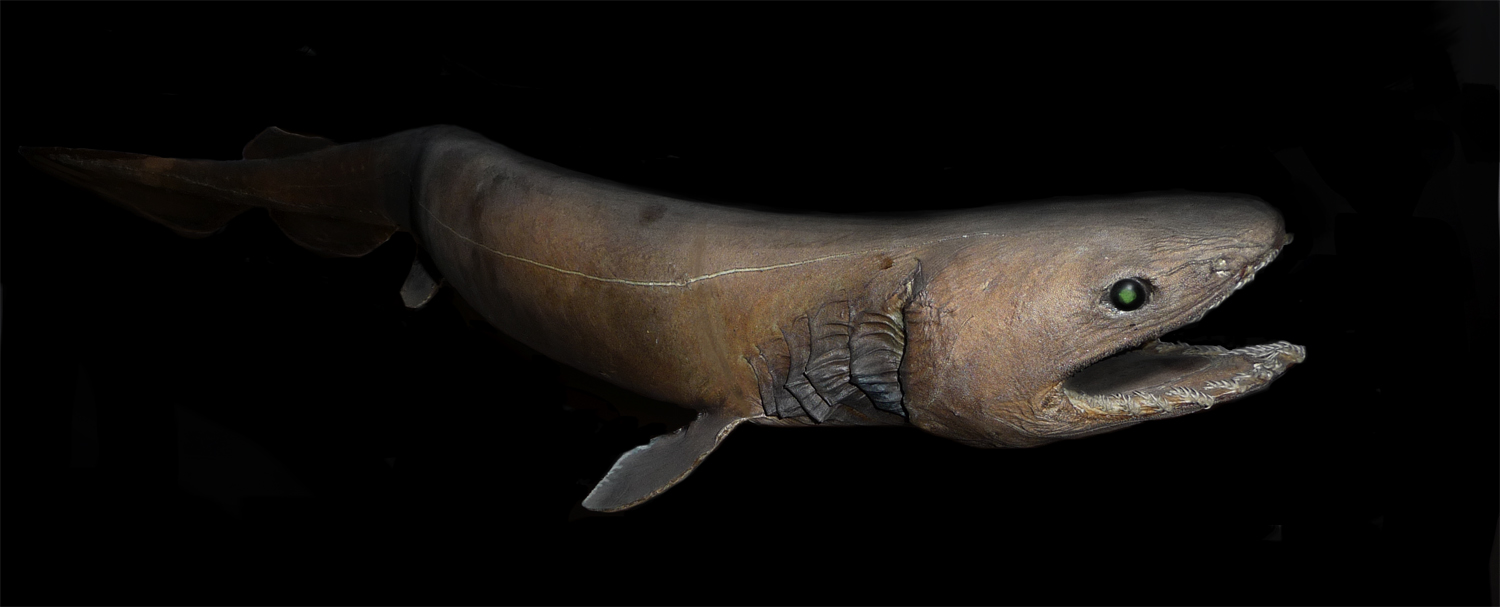 Le requin-lézard, un poisson qui semble venir d’un autre temps