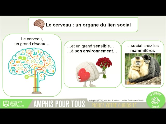 L’empathie : le cerveau social, pilote de nos émotions et de notre santé
