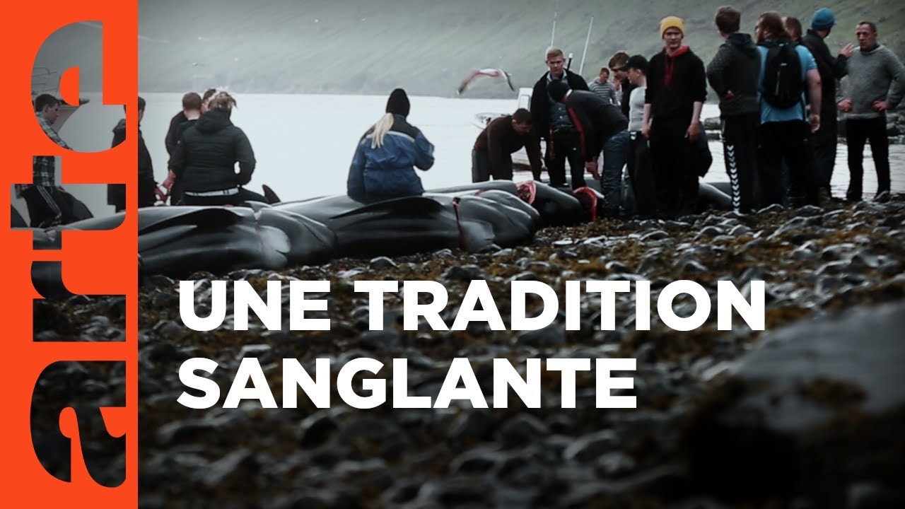 Le goût de la baleine – La bataille du Grind aux îles Feroé