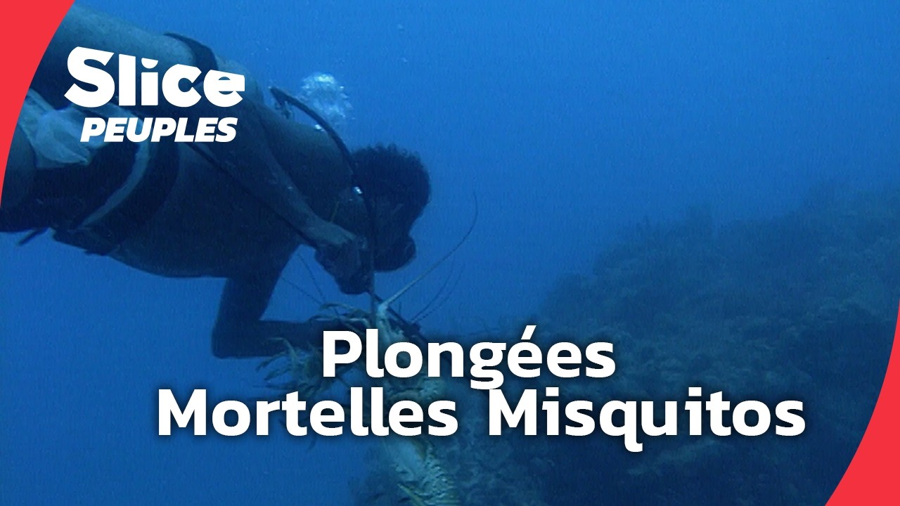 Misquitos : plongées mortelles pour survivre