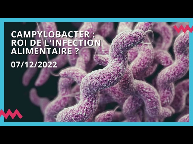 Campylobacter, roi de l’infection alimentaire ?