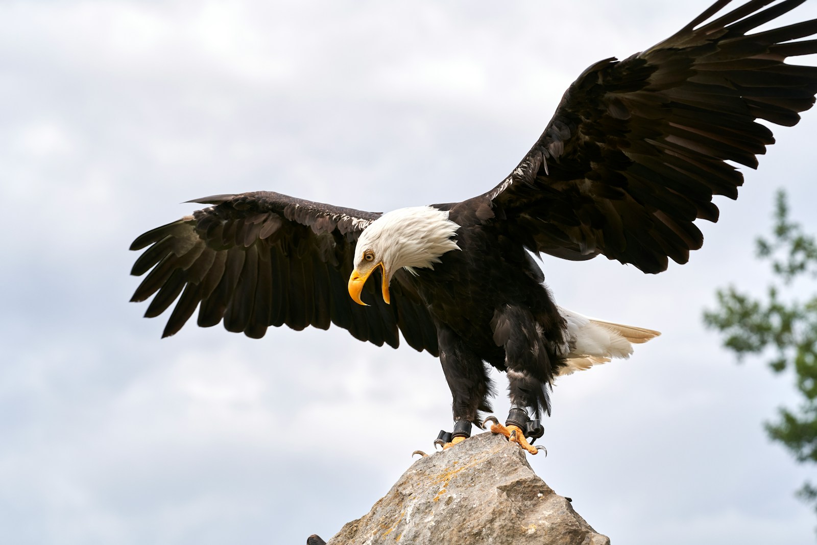 L’aigle royal : un oiseau emblématique