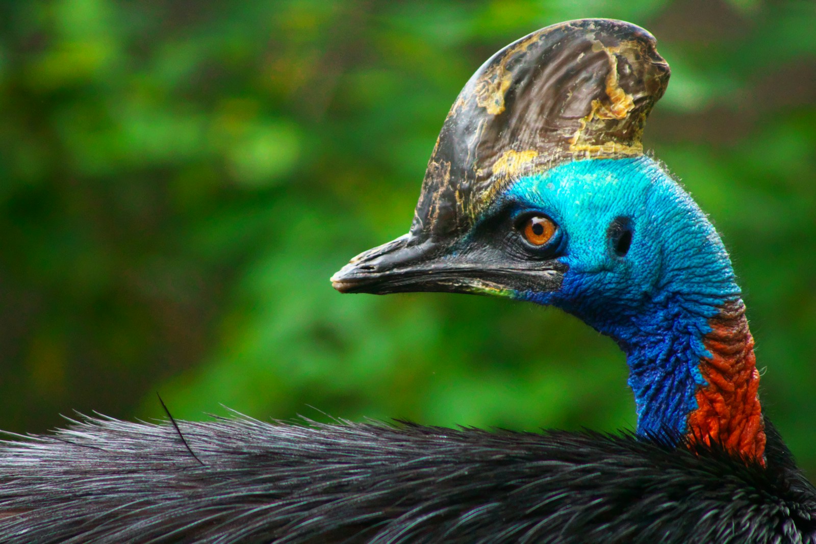 Le casoar : un oiseau fascinant !