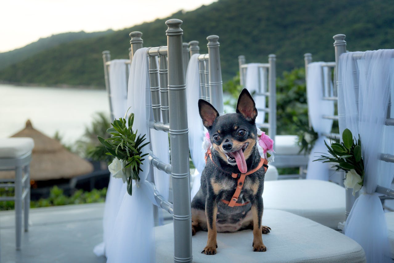 Voyager avec son chien : conseils et astuces pour des vacances réussies