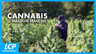 Cannabis en France : répression ou légalisation, quel avenir ?
