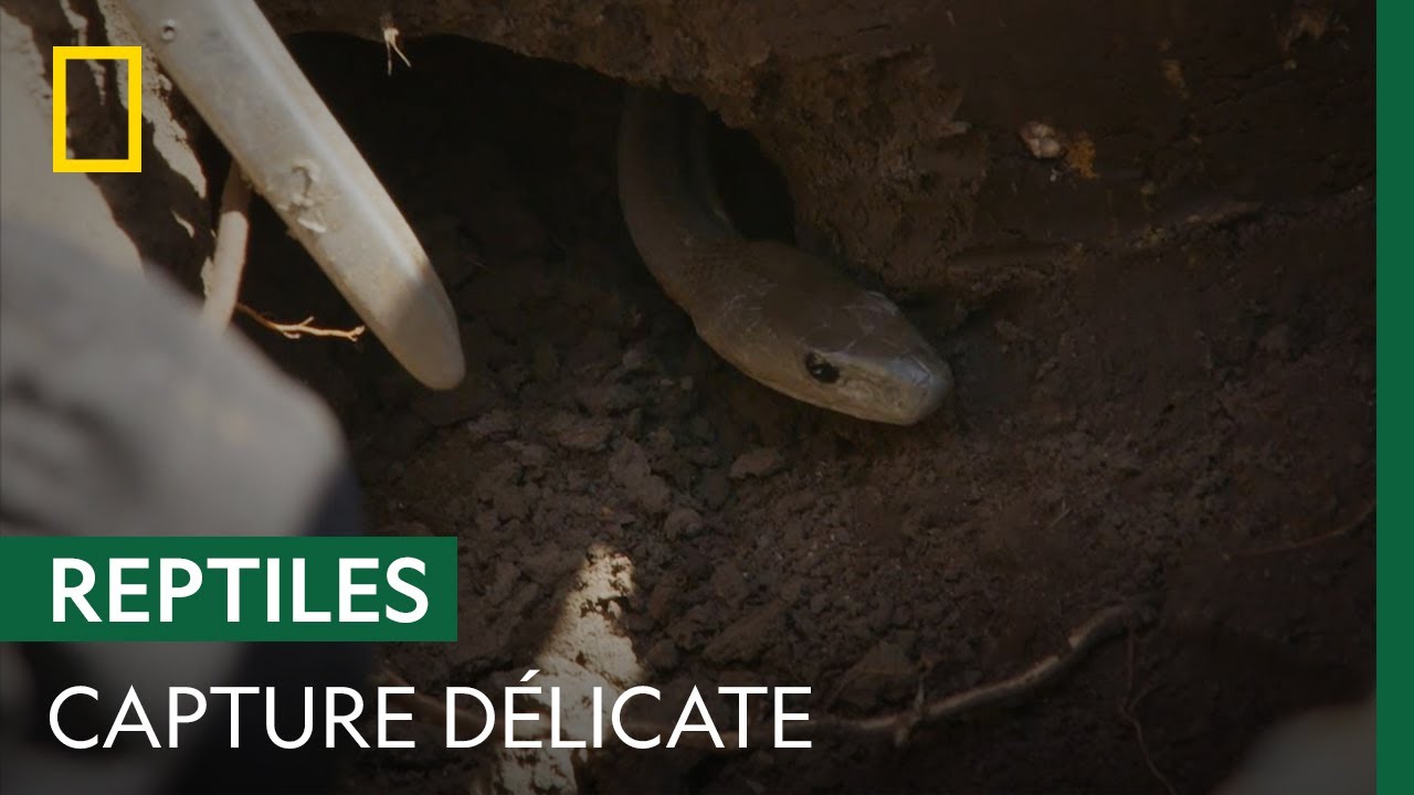 Capture d’un mamba noir qui s’est infiltré dans une jardinerie