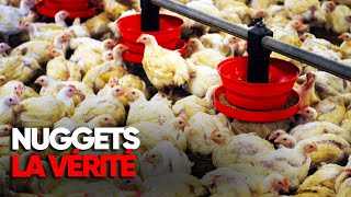Ce que cachent vraiment les nuggets de poulet : enquête sur un best-seller