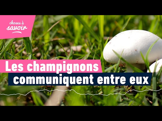 Comment les champignons communiquent-ils entre eux ?