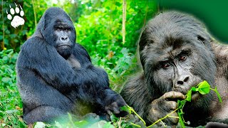 Gorilles en liberté : le défi de la réintroduction au Gabon