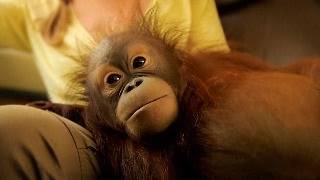 Il faut sauver les derniers orangs-outans