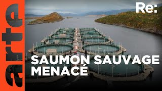 La crise du saumon en Norvège