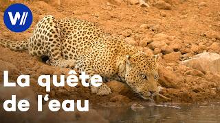 La quête de l’eau : enjeu de survie pour les animaux face à la sécheresse en Afrique australe