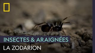 La zodarion, une araignée experte en illusionnisme