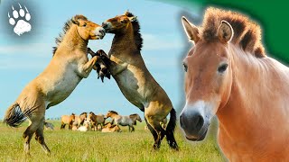 Les derniers chevaux sauvages : le cheval de Przewalski