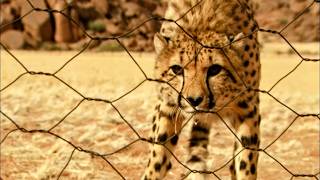 Les orphelins du paradis : les derniers sanctuaires