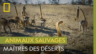 Les maîtres du désert : ces animaux se sont adaptés à la chaleur extrême