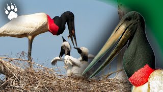 Les oiseaux d’Amazonie : comment survivre dans la jungle ?