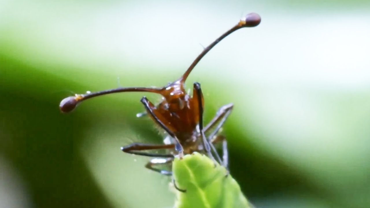 L’insecte le plus bizarre de la galaxie