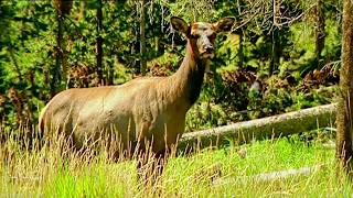 Parcs nationaux du Far West – Sur les traces de Davy Crockett