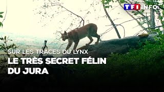 Sur les traces du lynx, le très secret félin du Jura