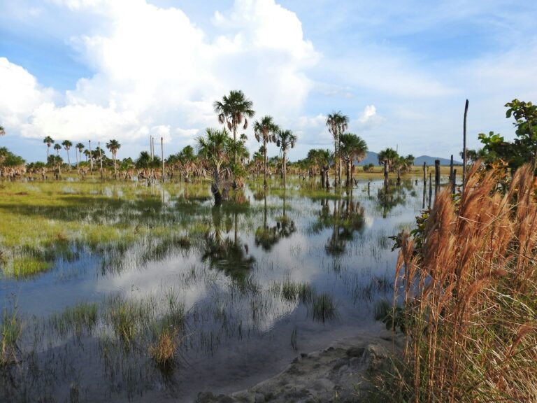 Article | Brésil : le Cerrado, un éden menacé