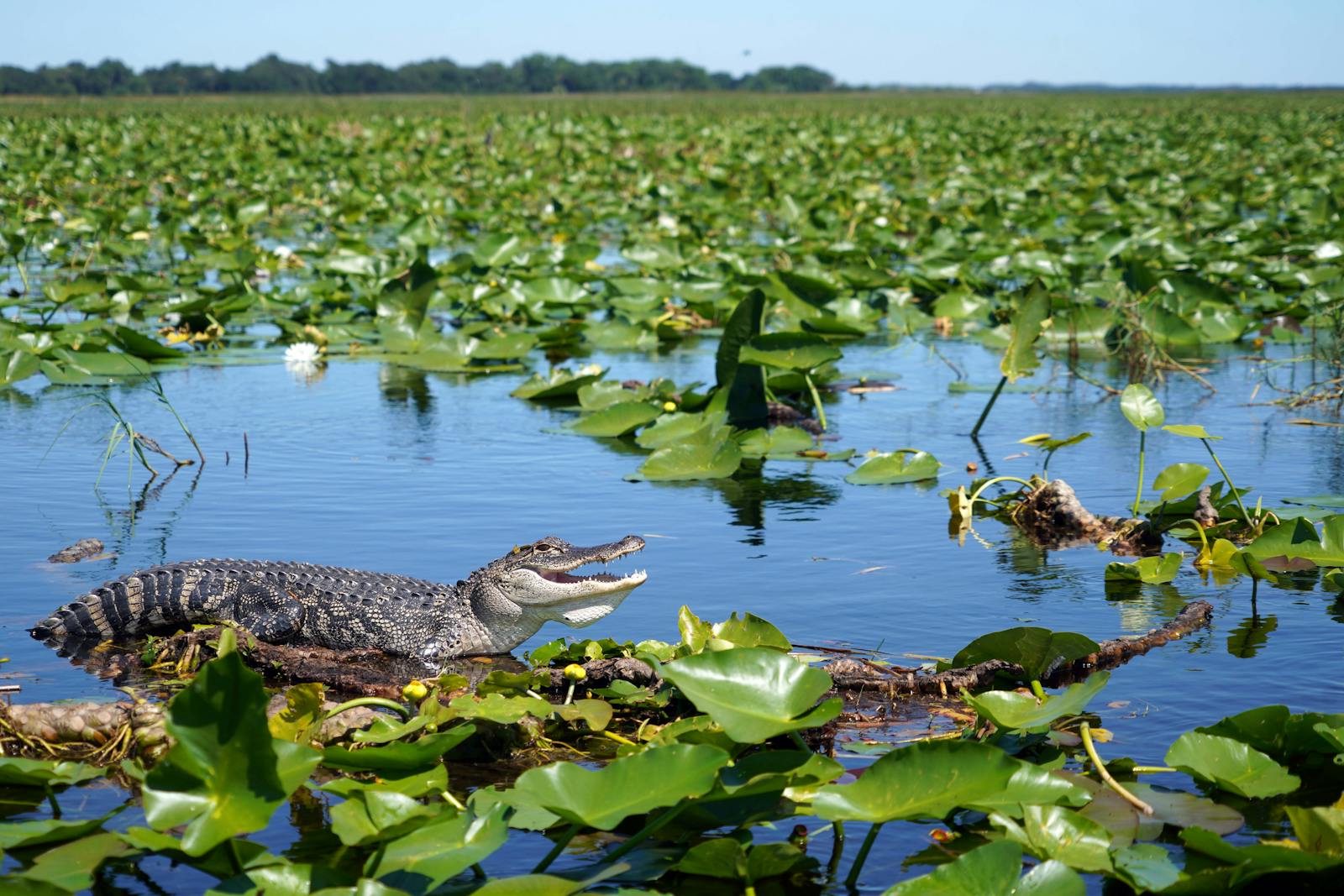 Ce parc est reconnu comme Réserve de biosphère, Site Ramsar et patrimoine mondial de l’UNESCO.