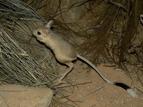 La gerboise est un animal opportuniste qui s'adapte facilement aux ressources alimentaires disponibles dans son environnement aride.