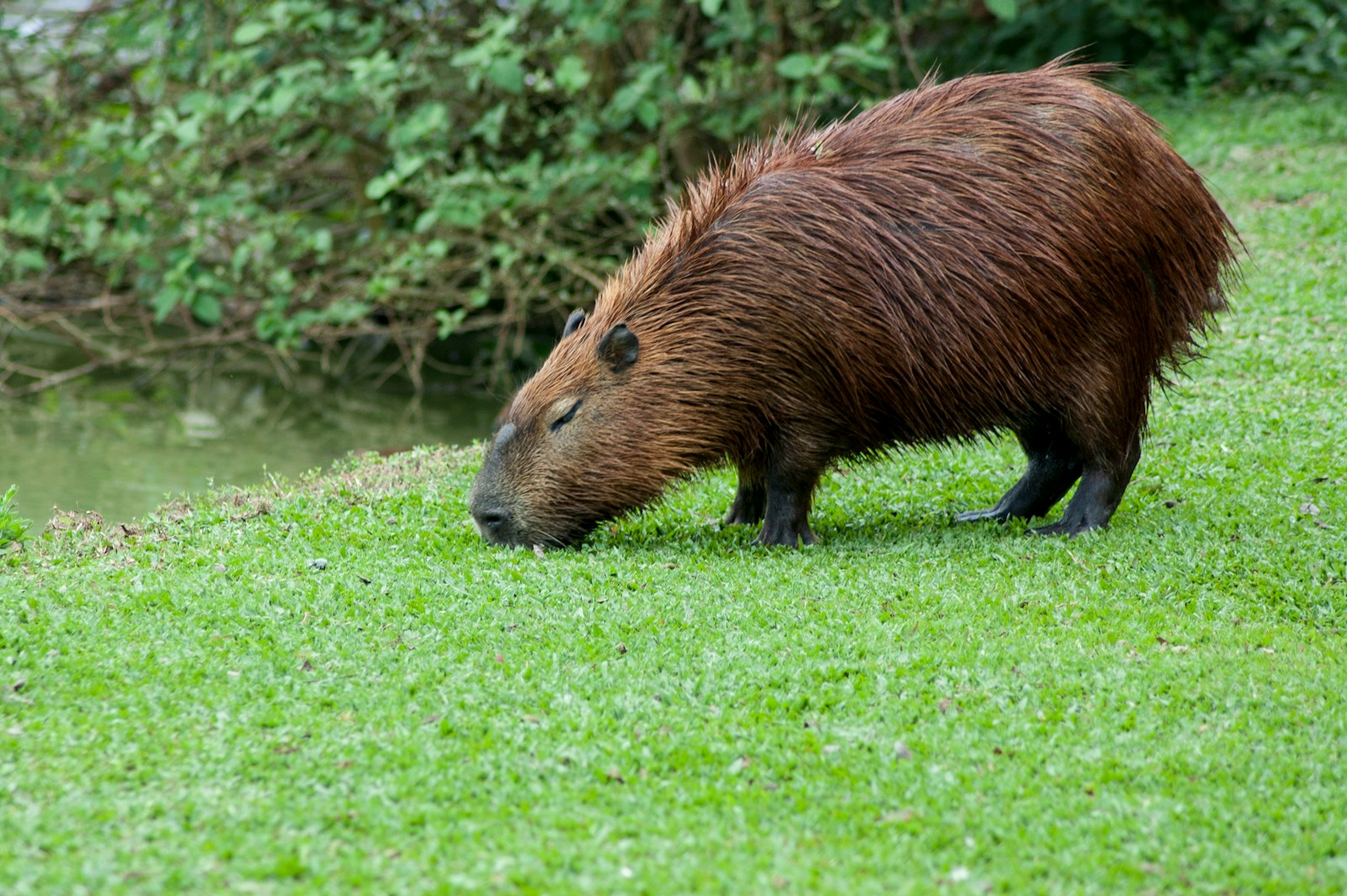Le capybara est un modèle d'adaptabilité.