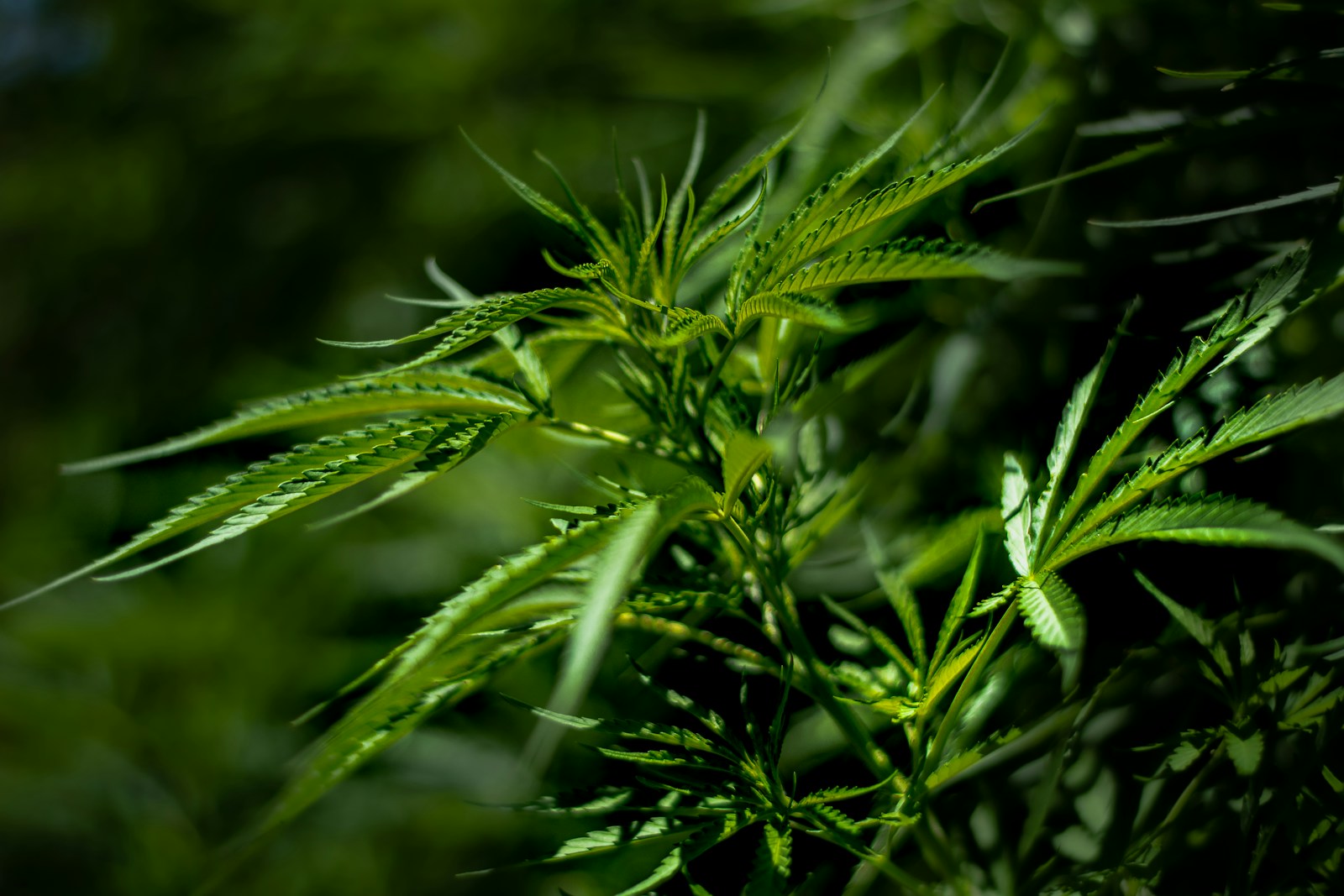 Les graines autofloraison sont-elles vraiment plus fragiles que les graines classiques ?