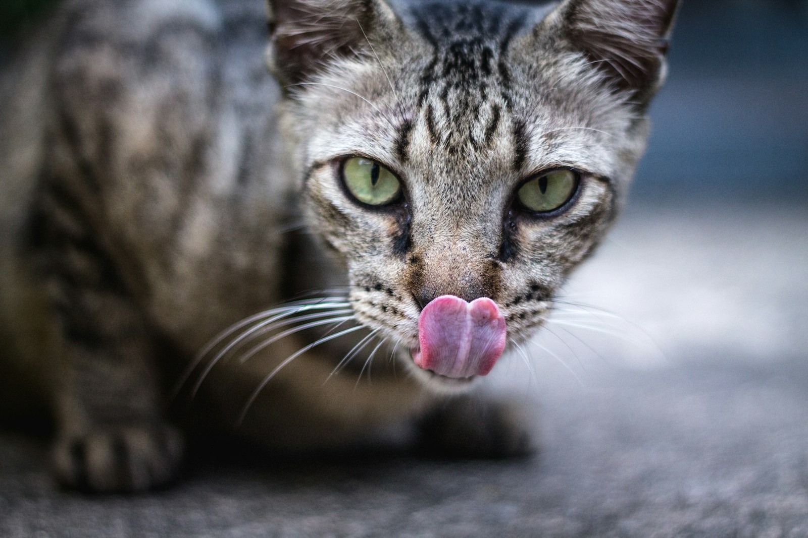 Quelle est l'origine de l'expression "donner sa langue au chat" ?