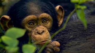 Bébés chimpanzés, les derniers nés du monde sauvage