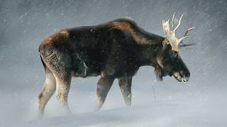 Canada - Une faune face aux pires conditions du monde !