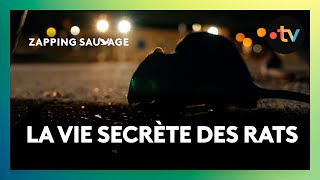 Ce que vous ne savez (peut-être) pas sur les rats…