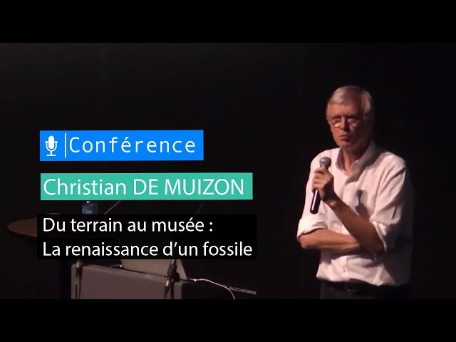 Du terrain au musée : la renaissance d’un fossile